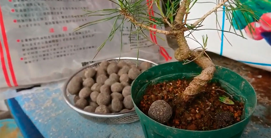 Abonando bonsai pino