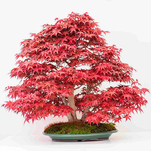 Acer palmatum deshojo