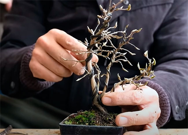 Alambrando bonsai