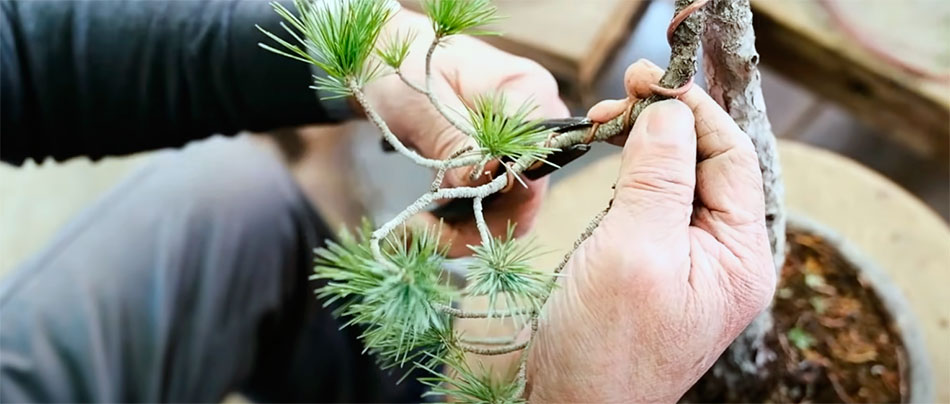 Alambrando bonsai de pino