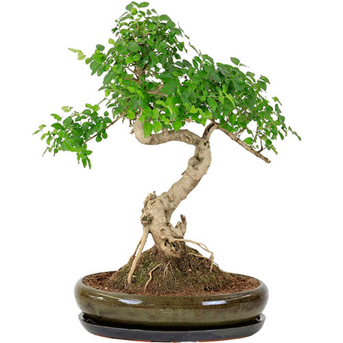 Bonsai aligustre