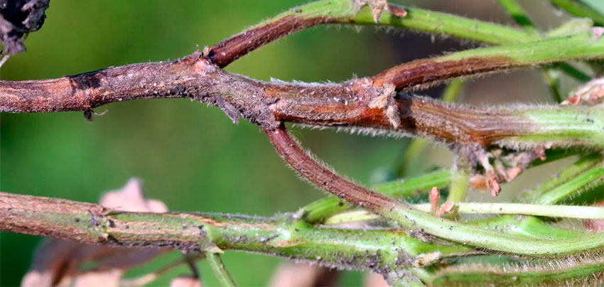 planta dañada por hongos