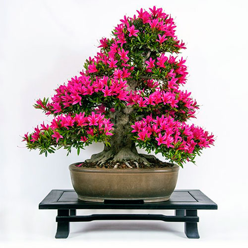 Bonsai de azalea - Rhododendron