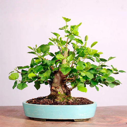 bonsai Alnus glutinosa Aliso