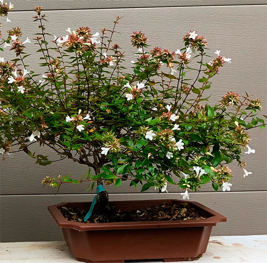 Bonsai de abelia