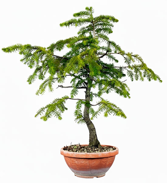 Bonsái de abies alba - abeto plateado