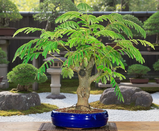 Bonsái acacia de Constantinopla (Albizia julibrissin)