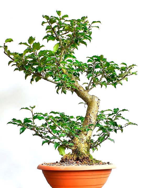 Bonsai de acebo - Ilex aquifolium