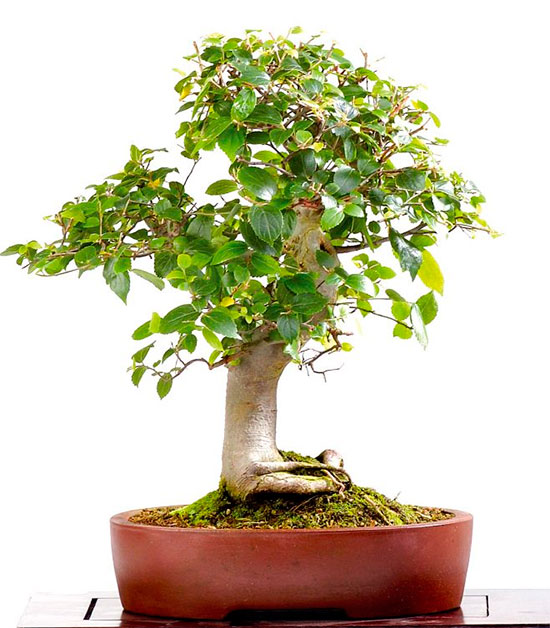 Bonsái de celtis australis - almez