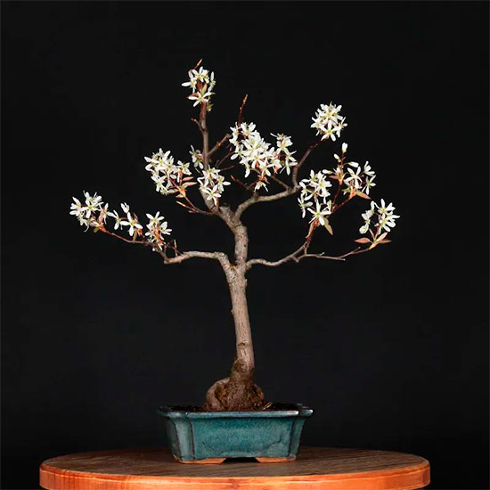 Bonsai amelanchier