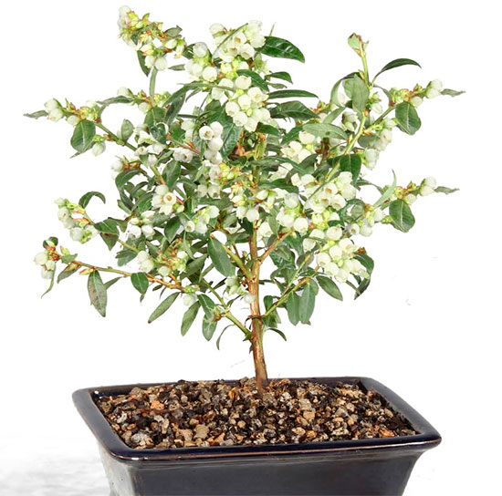 Bonsái de arandano enano en flor
