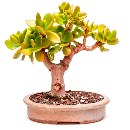 Bonsái de Árbol de Jade