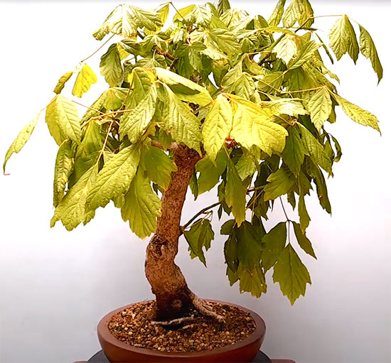 Bonsai acer negundo
