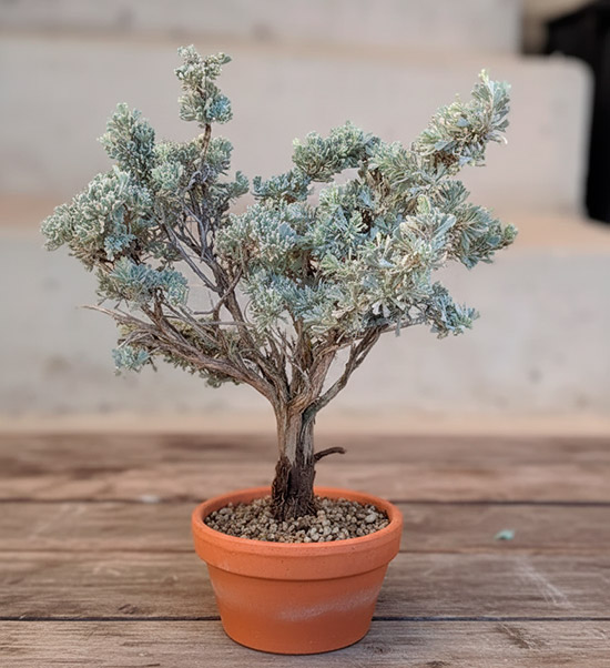 Bonsái artemisa - artemisia tridentata