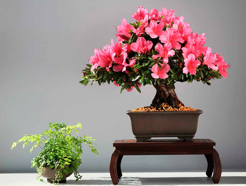 Bonsai azalea