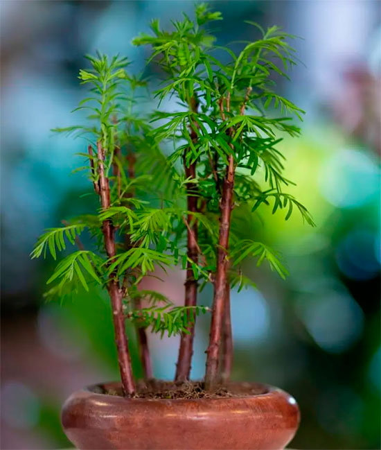 Bonsai bambu