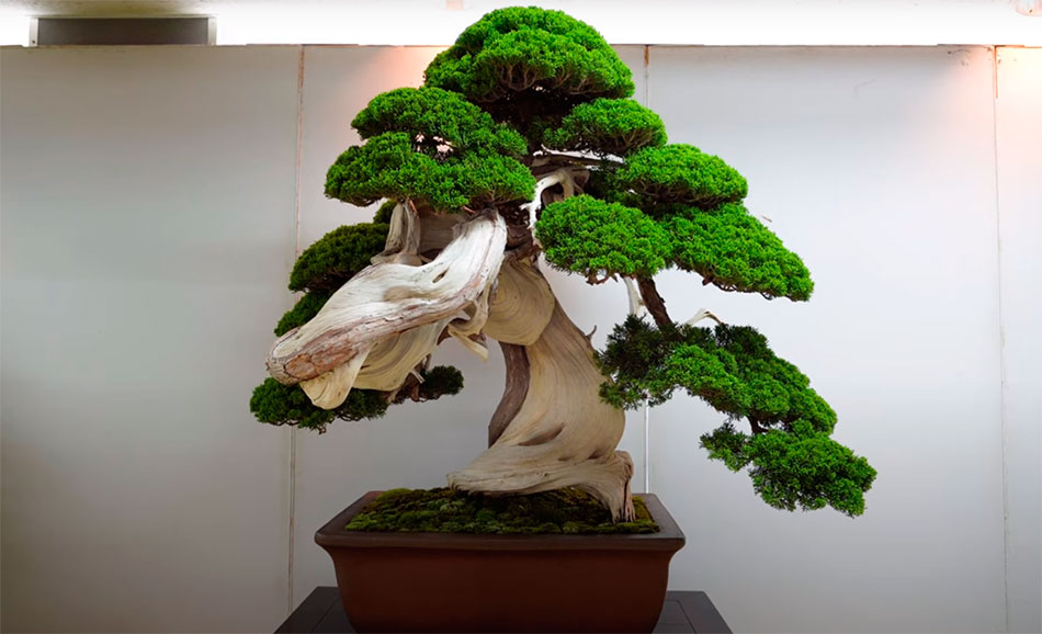 Bonsai estilo bankan o estilo tronco curvado y pelado