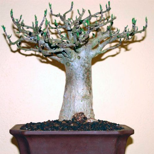 Bonsai de Baobab