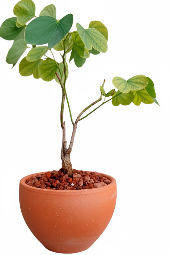 Bonsái bauhinia forticata - árbol orquidea - pata de vaca