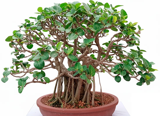 Bonsái ficus benghalensis - baniano
