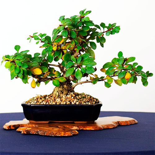 bonsai berberis - agracejo