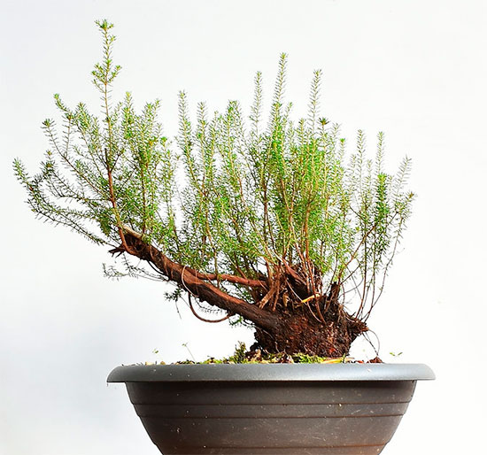 Bonsai de brezo - Calluna vulgaris