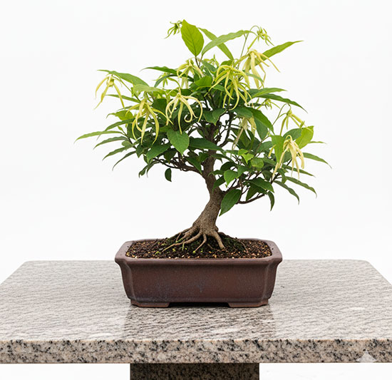 Bonsai ylng-ylang o cananga odorata