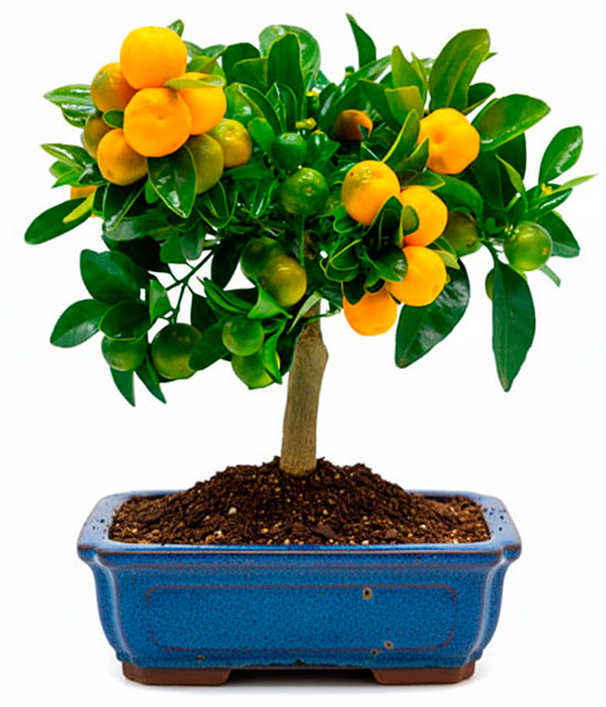 Bonsái calamondin