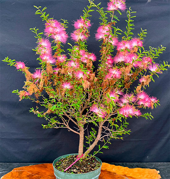 Prebonsai de calliandra - caliandra - carbonero