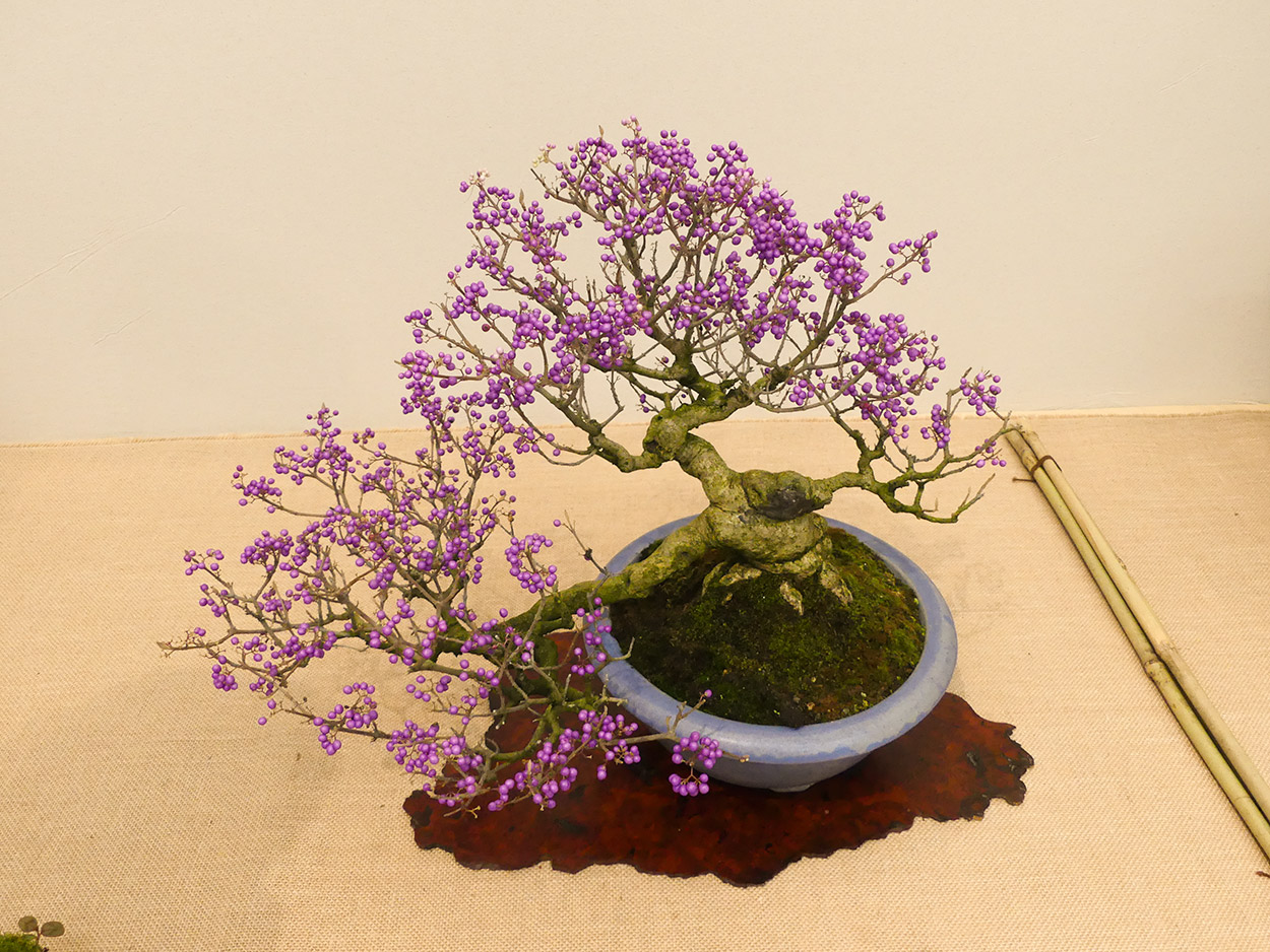 Bonsai Callicarpa japonica con sus frutos Bonsai Callicarpa japonica con sus frutos