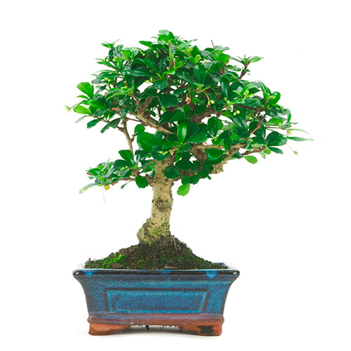 Bonsai de carmona