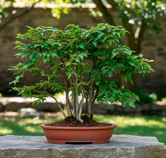 Bonsái carpinus japónica - carpe japonés