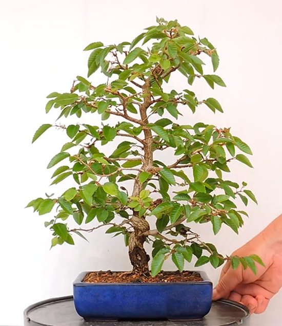 Bonsái carpinus laxiflora