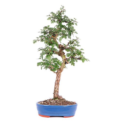 Bonsai crataegus monogyna - espino albar - majuelo - espino blanco