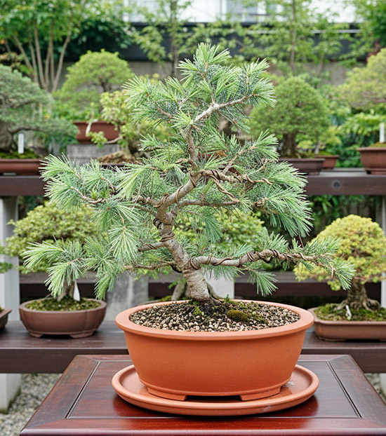 Bonsái cedro del Himalaya - cedrus deorata - cedro llorón