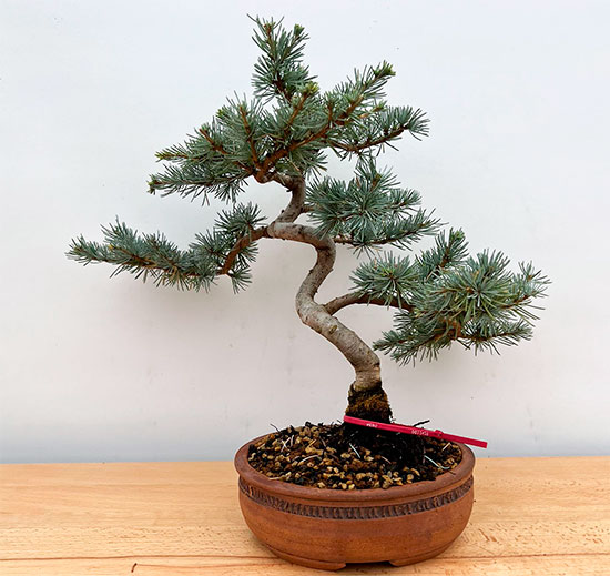 Bonsai cedrus atlantica