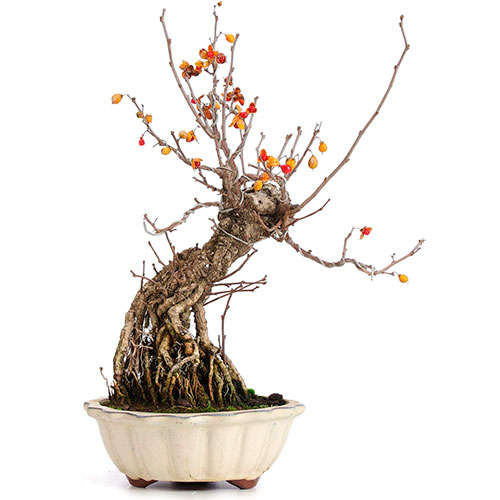 Bonsai de celastro - celastrus