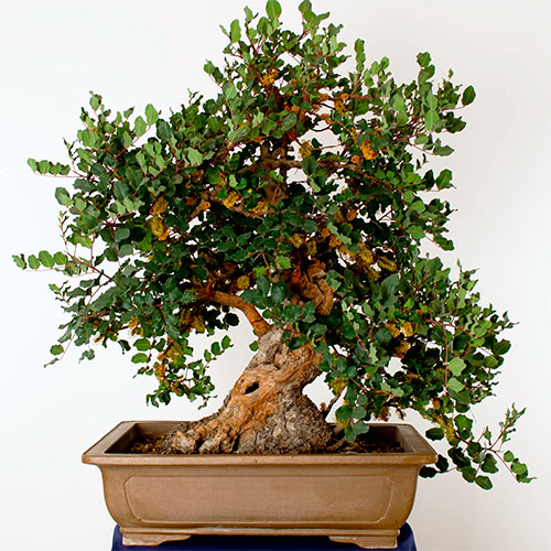 Bonsai algarrobo - ceratonia siliqua