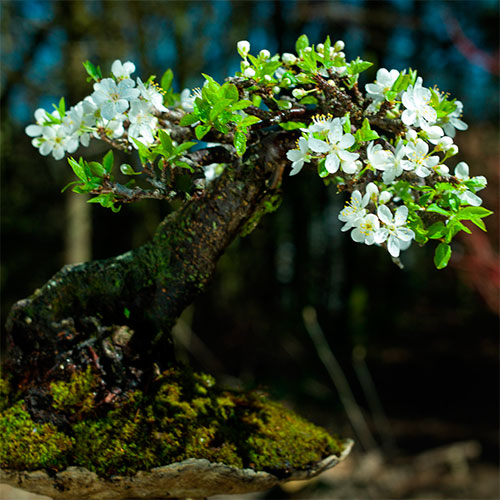 bonsai cerezo silvestre - prunus avium