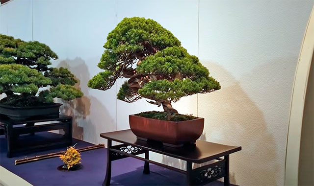 Bonsai de tamaño chumono