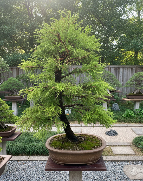 Espectacular bonsái de ciprés limón (cupressus macrocarpa)