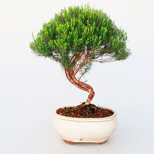 Bonsai coleonema sp.