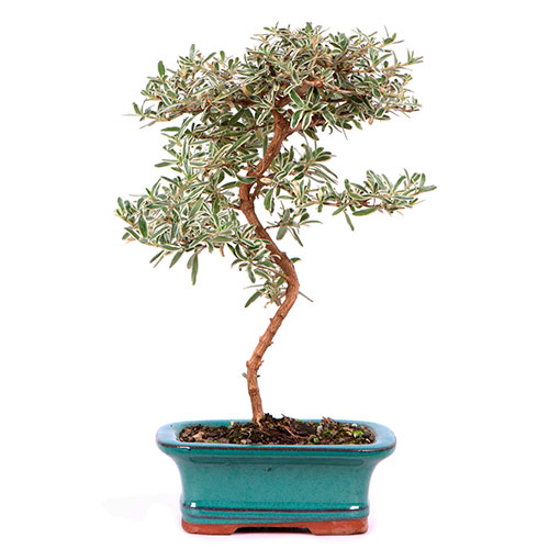 Bonsai coprosma - planta espejo