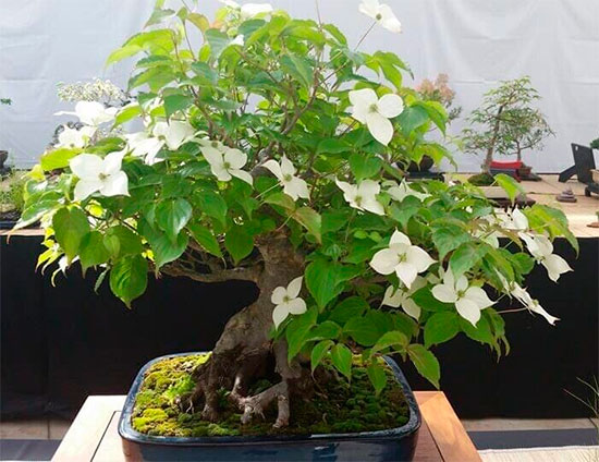 Bonsai cornus - cornejo