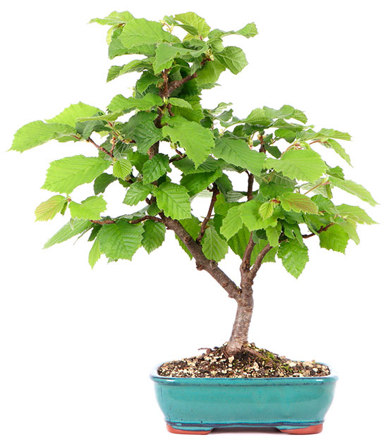 Bonsai corylus avellana