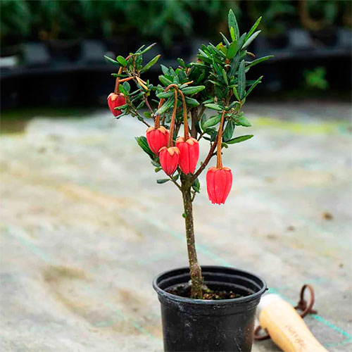 bonsai crinodendron chaquihue