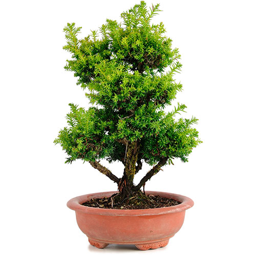 ▷ Grava volcánica. • Usos como sustrato de bonsai. •