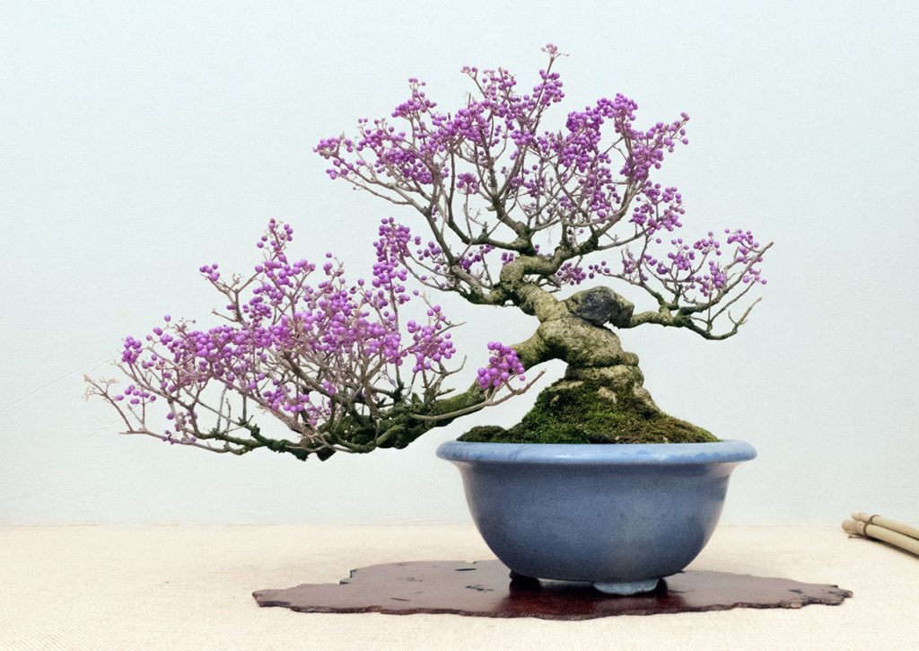 Bonsai de callicarpa