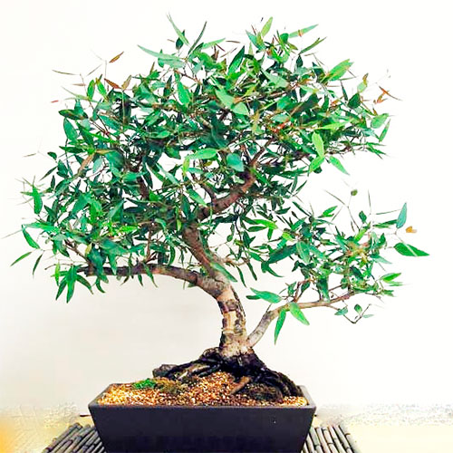 Bonsai de eucalipto