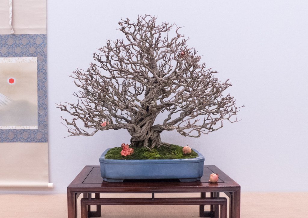 Bonsai granado nejikan